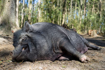 Charming, contented wild boar sleeps on the ground in the warm spring sun, against the backdrop of trees, in a zoo.の写真素材