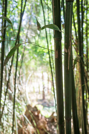 Bamboo plants on a green background, in a greenhouse in daylight.の写真素材