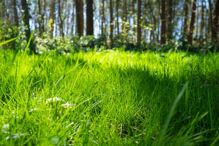 Green grass in the rays of the spring sun, against the backdrop of trees and a blue sky, in the forest.の写真素材