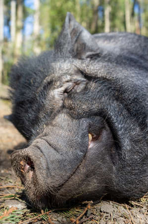 Satisfied smiling wild boar sleeps on the ground in the warm spring sun, in a zoo. Close-up.の写真素材