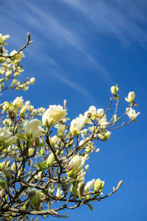 Branches with beautiful white flowers against the blue sky, on a spring sunny day.の写真素材