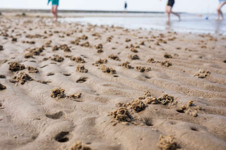 Coiled castings of sandworm that live in silty-sandy soil. Casts of sand sculptures made by lugworm or arenicola marina, by the sea.の写真素材