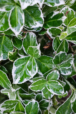Beautiful white-green leaves wet after rain. Close-up.の写真素材