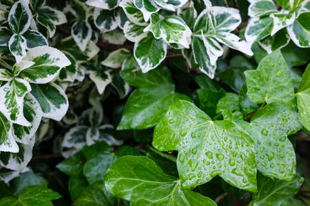 Two shrubs with white-green and green leaves in raindrops, outdoors. Background.の写真素材