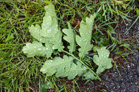 Young oak branch with leaves in raindrops lies on the grass. Close-up. Top view.の写真素材