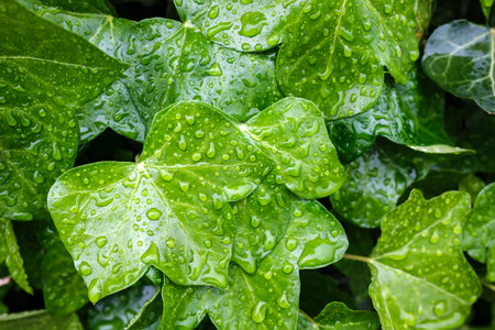 Background of green leaves in raindrops. Close-up.の写真素材