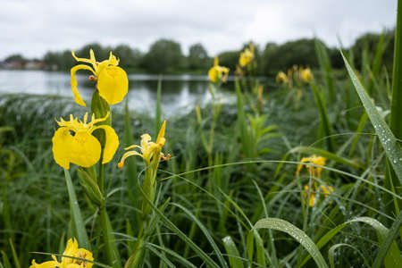 Blooming yellow iris pseudacorus among the greenery on the shore of the reservoir, on a spring day.の写真素材
