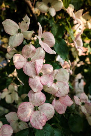 Flowering shrub with white-pink flowers in the sun, against a background of green leaves, on a summer day.の写真素材