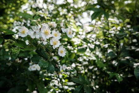 Flowering shrub with beautiful white flowers in green foliage on a sunny day.の写真素材