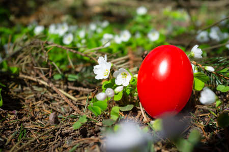 Red Easter egg is hidden in a meadow with white flowers. Christian tradition.の写真素材