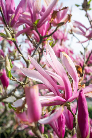 Beautiful pink-white flowers and unblown buds on the branches of a tree. Flowering in spring time. Close-up.の写真素材
