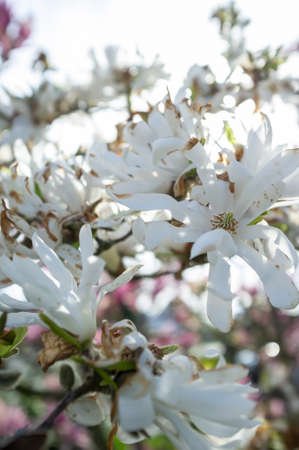 Blooming tree, white flowers on branches in springtime, against the sky.の写真素材
