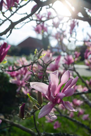 Beautiful tender pink flowers and unblown buds on the branches of a tree in the rays of the sun, in the yard. Flowering in spring time.の写真素材