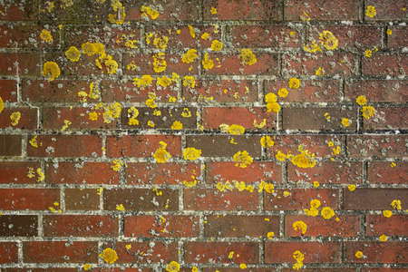 Old red brick wall is covered with yellow lichen Xanthoria parietina. Textured background. Copy...