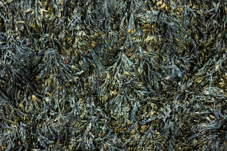Fresh marine edible seaweed fucus as an abstract background for organic medical, pharmaceutical, and food themes.の写真素材