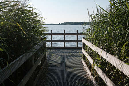 Pier in high reeds on the background of the lake, on a sunny day.の写真素材