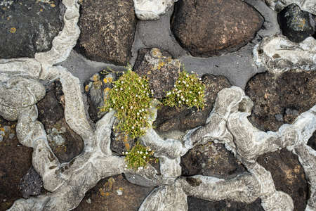 Embankment of cobblestones reinforced with cement from erosion by water. Copy space. Top view. Close-up.の写真素材