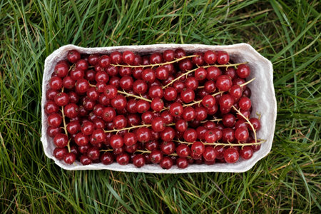 Bright ripe redcurrant in a paper container on a green grass. Top view.