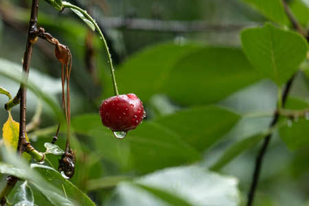 Ripe red cherry in raindrops among branches with green leaves.