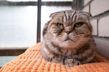 Upset cat, Scottish Fold lies on a pillow and looks with sad eyes. Pet in depression.の写真素材