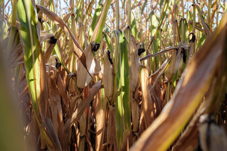 Corn field close-up, autumn. Maize cobs among green and dry yellow leaves. Agriculture in the countryside.の写真素材
