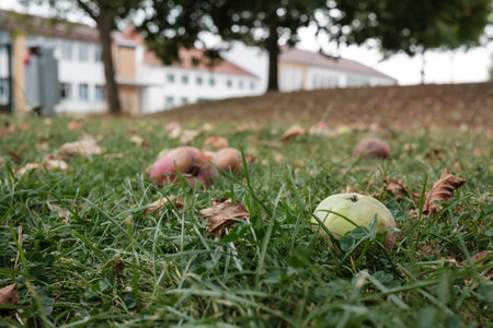 fallen rotten apples on the ground in an orchardの写真素材