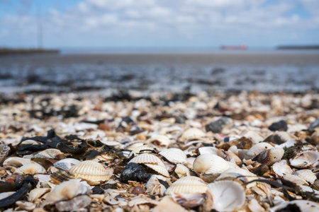 many different shells on the seashore in the sandの写真素材