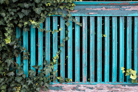 Old wooden fence with peeling blue paint and green plants growing on it on. Provincial town architecture. Close-up.の写真素材