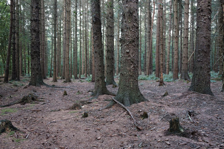 Coniferous forest on a cloudy autumn day. Spruce trunks and soil without plants.の写真素材