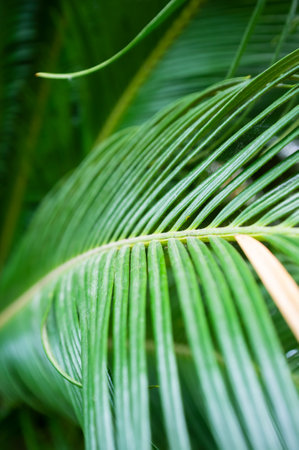 Curved palm leaves. Top view.の写真素材
