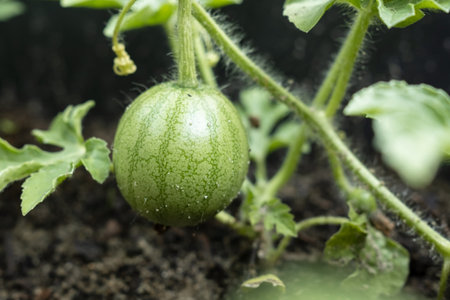 Small unripe green watermelon, among the leaves and yellow flowers in the field. Agriculture. Close-up.の写真素材
