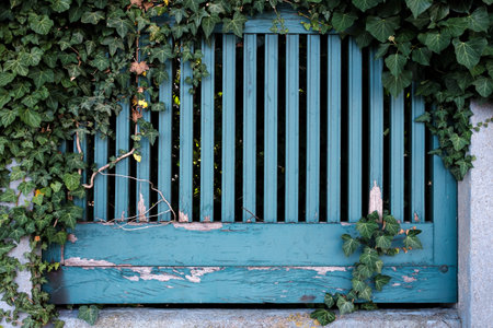 Old wooden fence with peeling blue paint and green plants growing on it. Architecture of a provincial city.の写真素材