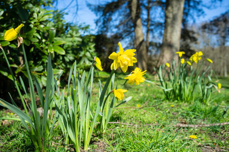 Beautiful yellow blooming narcissus in the park, against the backdrop of trees and blue sky, on a sunny spring day.の写真素材