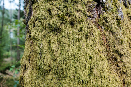 Moss on a tree trunk, in the forest.の写真素材