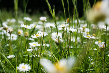 Meadow with leucanthemum vulgare flowers among green grass. Bottom view.の写真素材