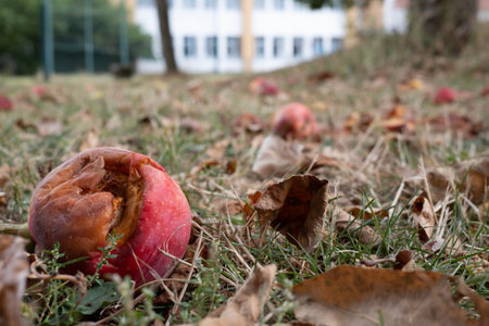 Fallen rotten apple in the grass. Bottom view.