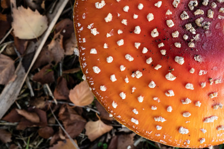Amanita muscaria, in autumn forest. Beautiful poisonous mushroom. Flatley. Close-up.