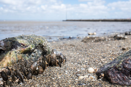 Seashore with a stone in algae and bivalve shells of mollusks, against the backdrop of a seascape.の写真素材