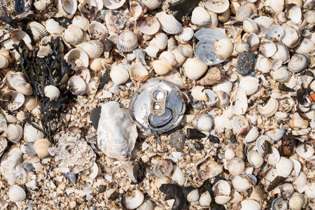 Discarded aluminum can among sea shells on the seashore. Flatley. Environmental pollution concept.の写真素材