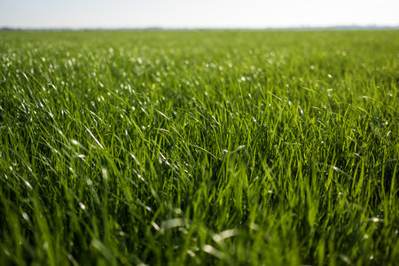 Green grass in the meadow, on a sunny day.の写真素材