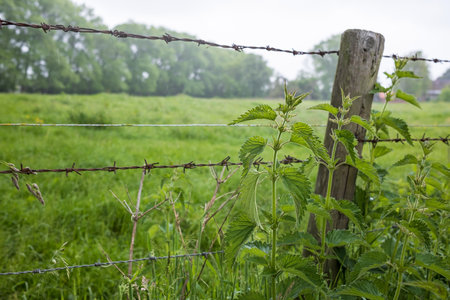 Old fence made of rusty barbed wire and wooden logs, overgrown with grass.の写真素材