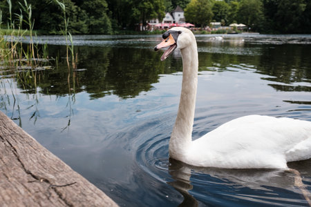 White swan swam up to a wooden pier and says something with its beak open, in the park.の写真素材