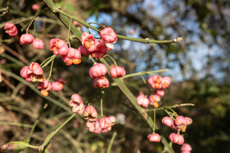 Euonymus with bright flowers and fetus, on a sunny autumn day.の写真素材