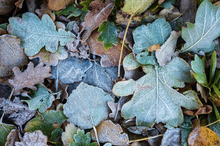 Multicolored fallen leaves in hoarfrost, frosty autumn morning. Flatley. Copy space.の写真素材