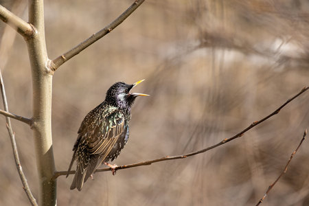 Common starling sings while sitting on a tree branch.の写真素材