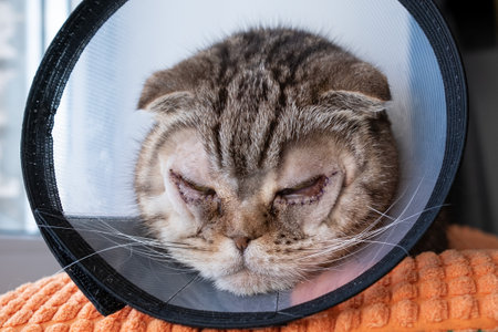Cat after surgery on the eyes, with stitches on the lower eyelids, in the Elizabethan collar. Bilateral entropion in the pet.の写真素材