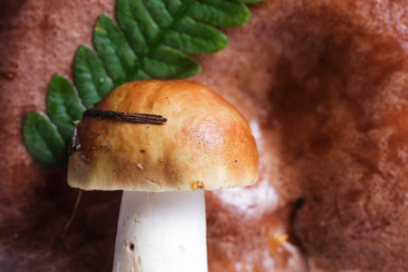 Russula on the background of fern leaf and mushroomの写真素材