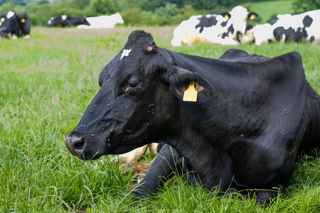 The farm black brown cow is eating grassの写真素材