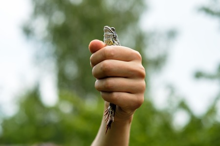 The common frog sits in a fist and looks proudly upwardsの写真素材
