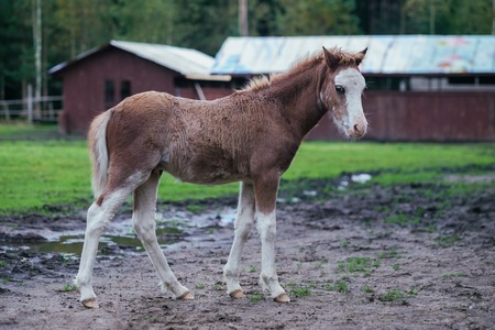 Cute brown foal walking through the farm, exploring the world.